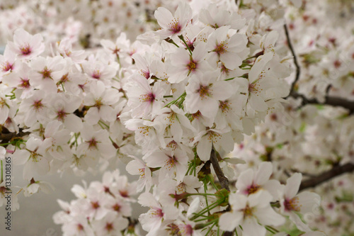 Spring cherry branch covered with white blossom
