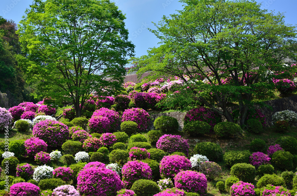 Fototapeta premium ツツジ flowering azalea, Japan