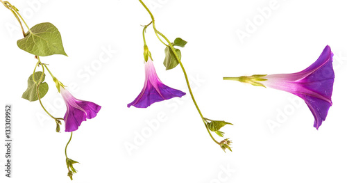 morning glory flowers on isolated on white background