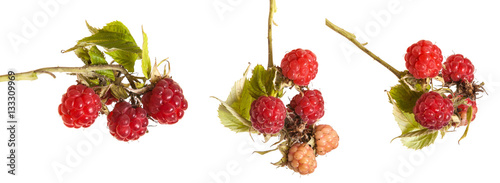 raspberries on a branch with leaves. on a white background. Set