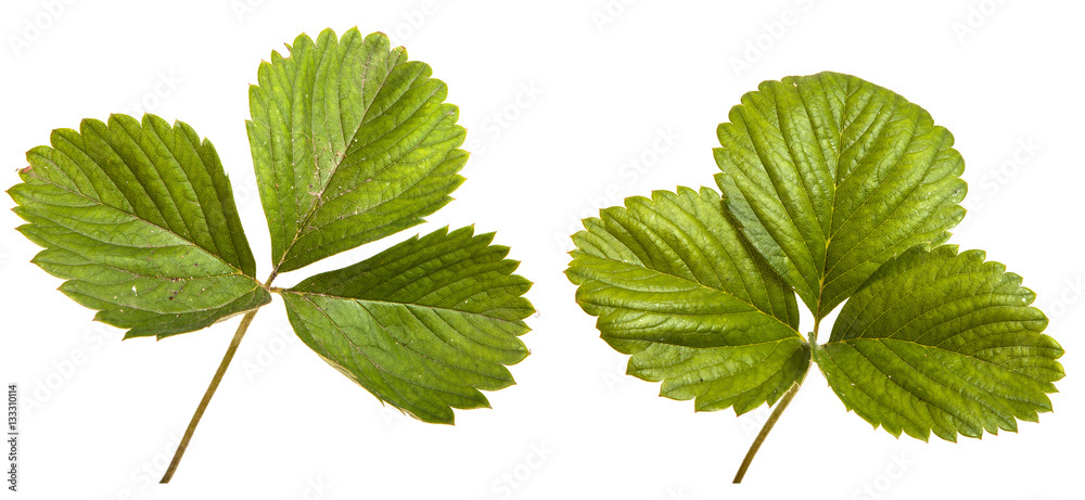 Fotografie strawberry leaves isolated on a white background