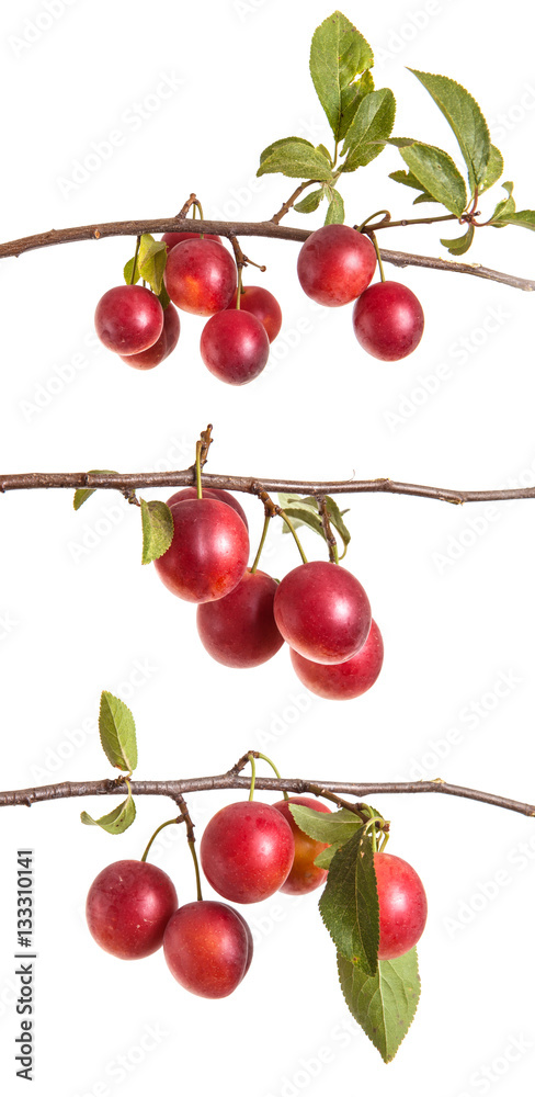 cherry-plum branch with berries and leaves isolated on white bac cherry-plum branch with berries and leaves isolated on white bac