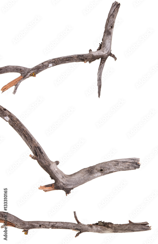 dry apple tree branch isolated on white background dry apple tree branch isolated on white background