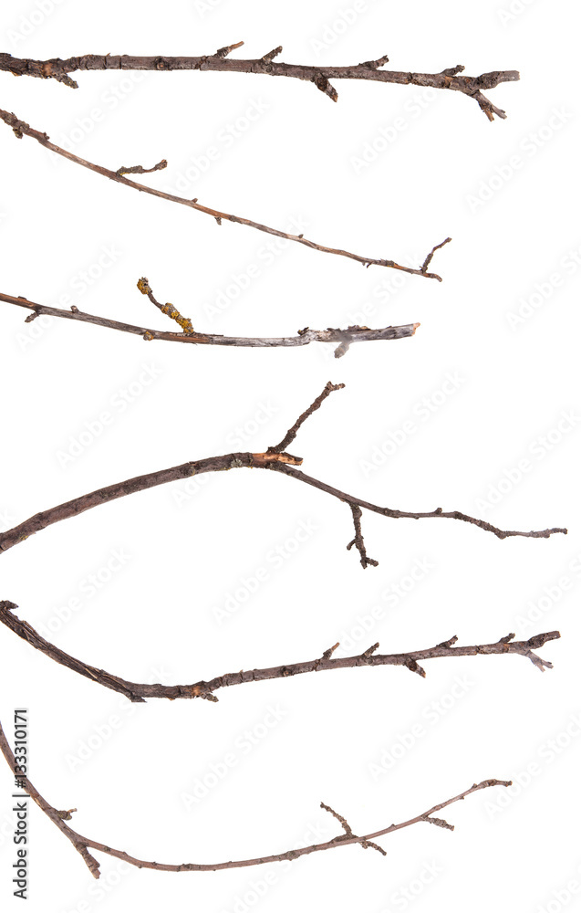 dry apple tree branch isolated on white background dry apple tree branch isolated on white background