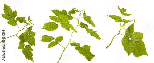 green raspberry leaves. isolated on white background