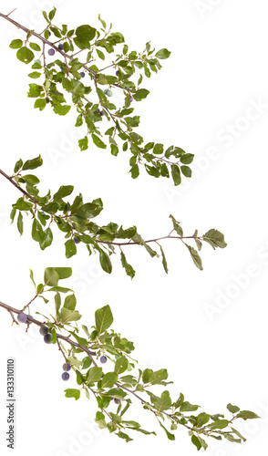 branch of plum tree. isolated on white background