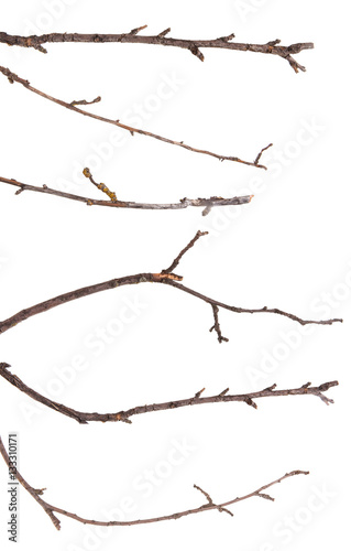 dry apple tree branch isolated on white background