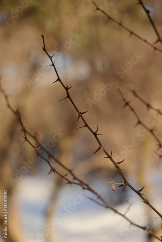 Acacia thorny branches