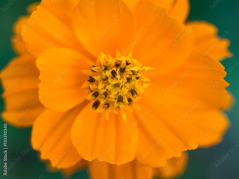 Pollen of Orange Cosmos Pollen of Orange Cosmos