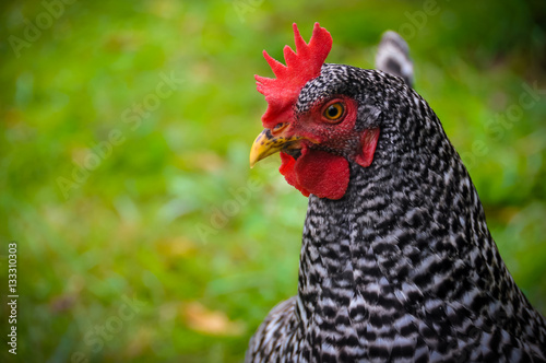 Speckled Chicken