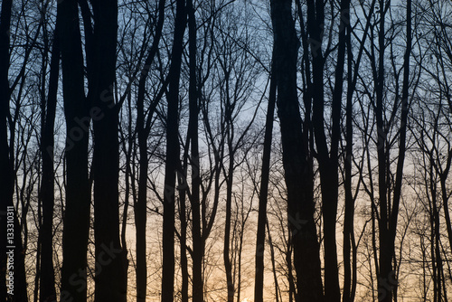 trees silhouettes against sunset sky
