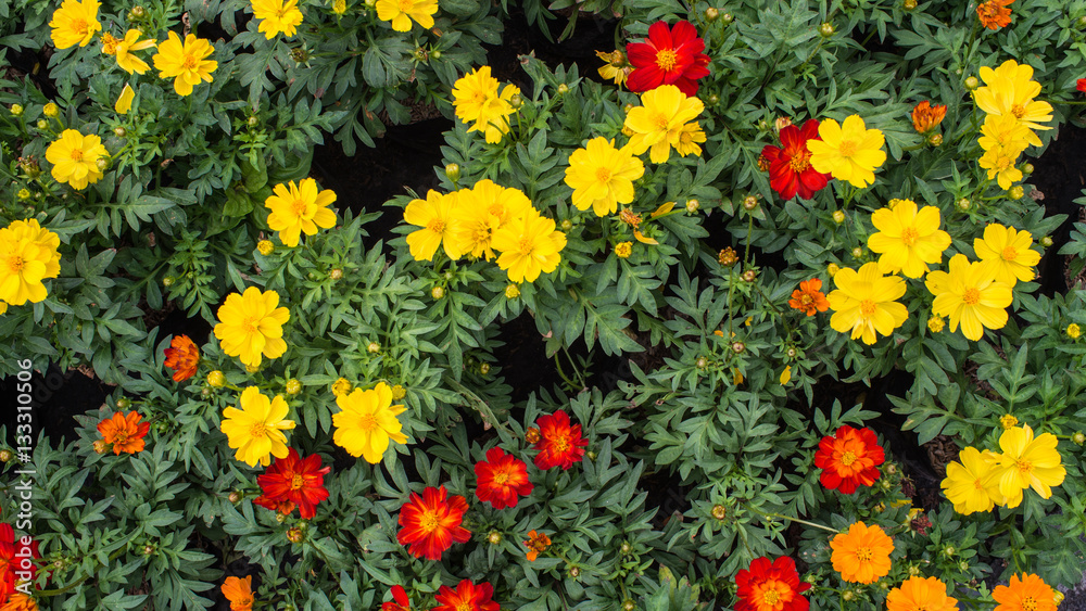 Cosmos Flowers on The Background Cosmos Flowers on The Background