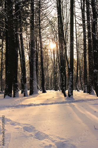 Winter landscape, forest covered at snow, sun rays through the trees.