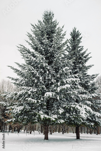 Fir tree covered by snow in park, cold winter day.