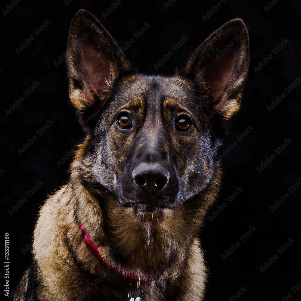 German Shepard