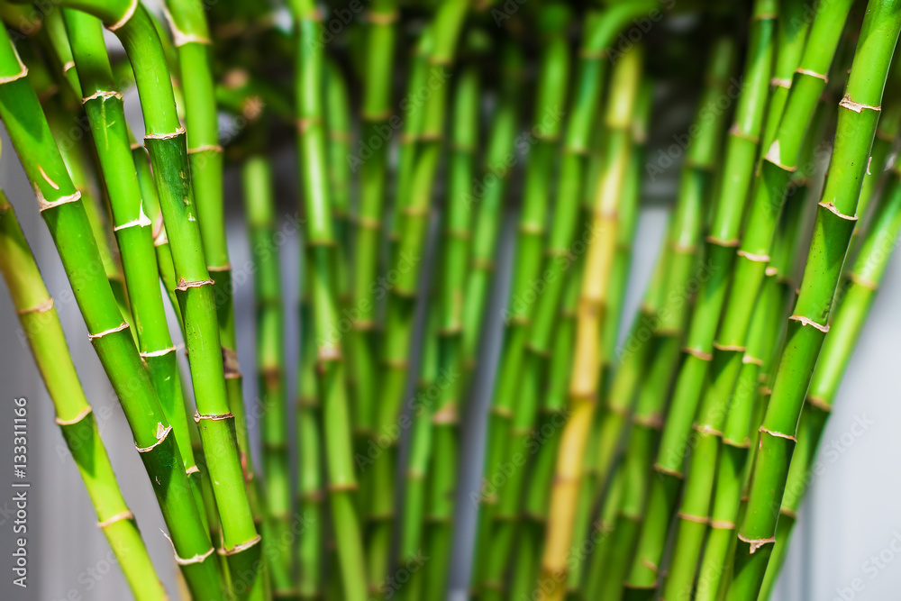 Fototapeta premium green bamboo in the house. home decor