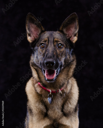 German Shepard