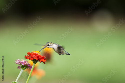 Ruby-Throated Hummingbird and Zinnias