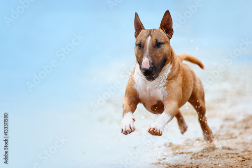 Beautiful red and white dog breed mini bull terrier running along the beach against the backdrop of water and looking at the camera close-up