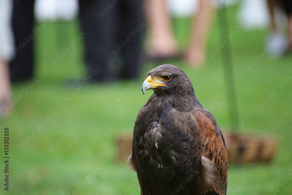 Fototapeta premium Medium shot of Harris hawk (Parabuteo unicinctus)