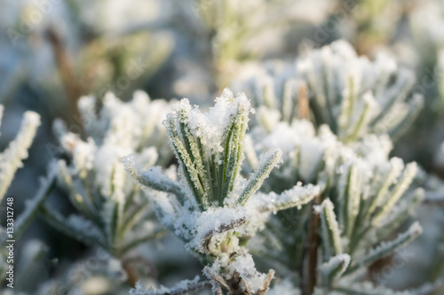 Close up of lavender in winter with rime frost and snow