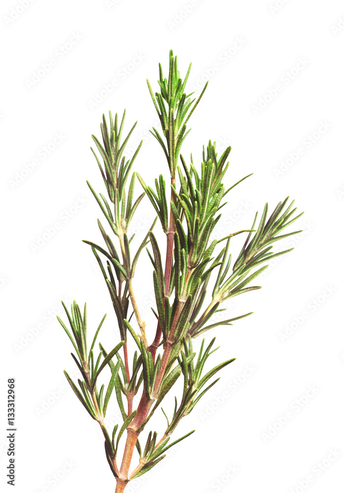 Fresh rosemary isolated on white background Fresh rosemary isolated on white background