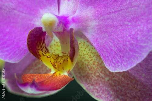 Pink orchid flower macro with small depth of field