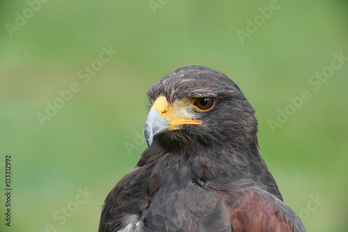 Portrait shot of Harris hawk  Parabuteo unicinctus 