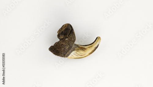 bear claw isolated on white background
