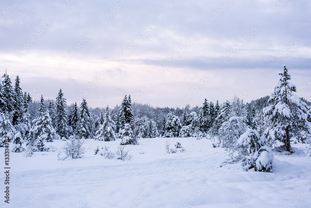 Snowy Forest with Spruce Trees