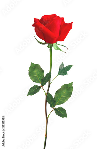 Red Rose isolated over white