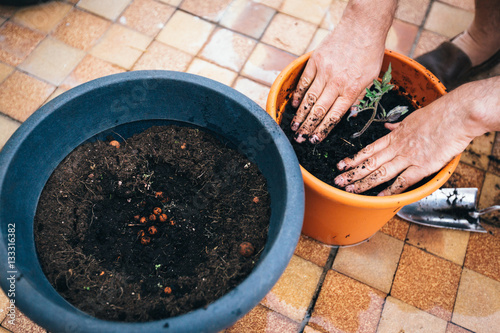 Adult Man Planting Tomatoes On His Balcony