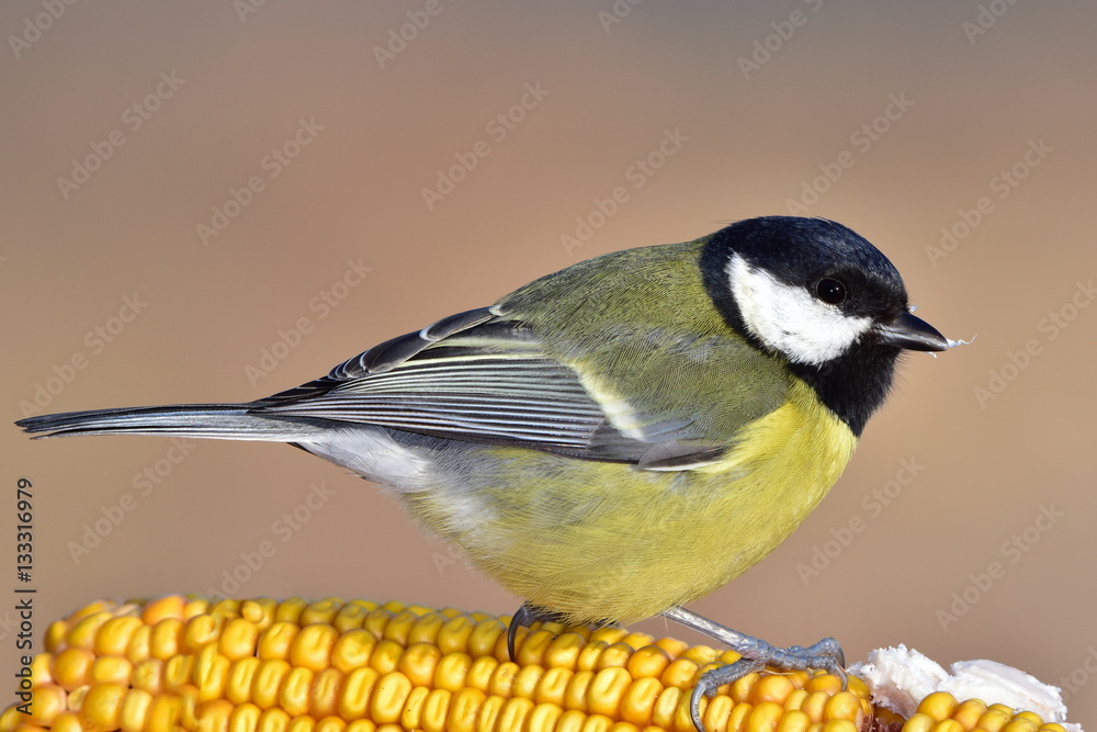 Naklejka premium great tit sitting on ear of corn