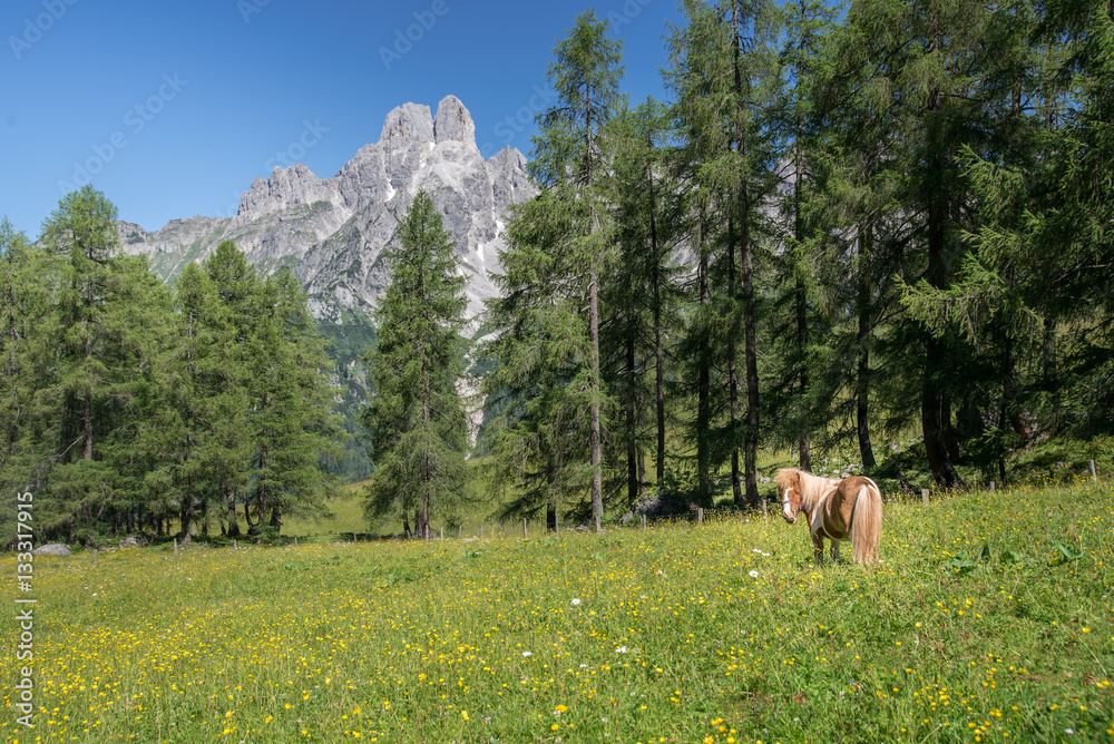 Horse in front of idyllic mountain landscape, Austria Horse in front of idyllic mountain landscape, Austria