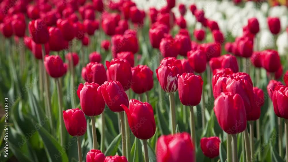 Red tulips on the flowerbed Red tulips on the flowerbed
