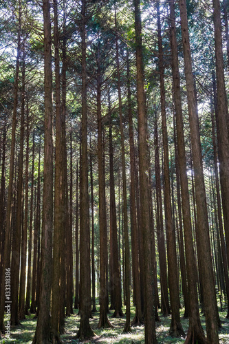Chichibunomiya Memorial Park Hinoki Forest