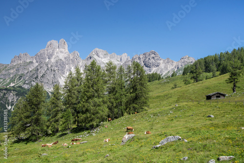 Cow in front of idyllic mountain landscape, Austria