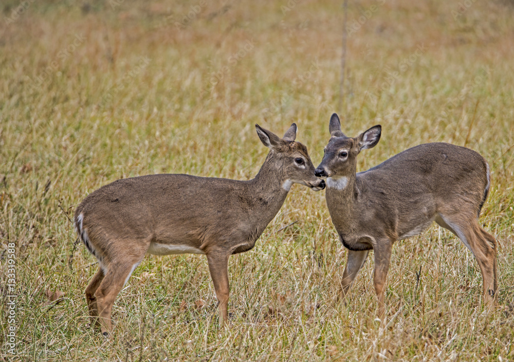 Two young White Tailed Deer nose to nose.