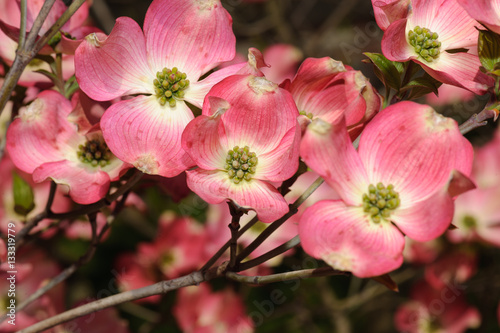 Pink flowers on a dogwood tree