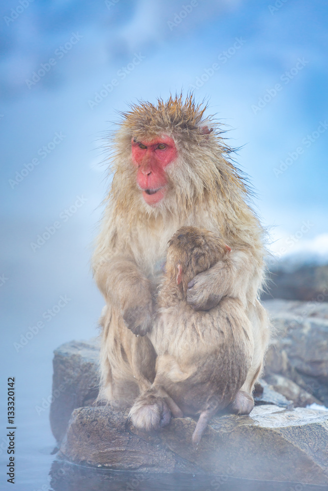 Naklejka premium Snow monkey Macaque Onsen
