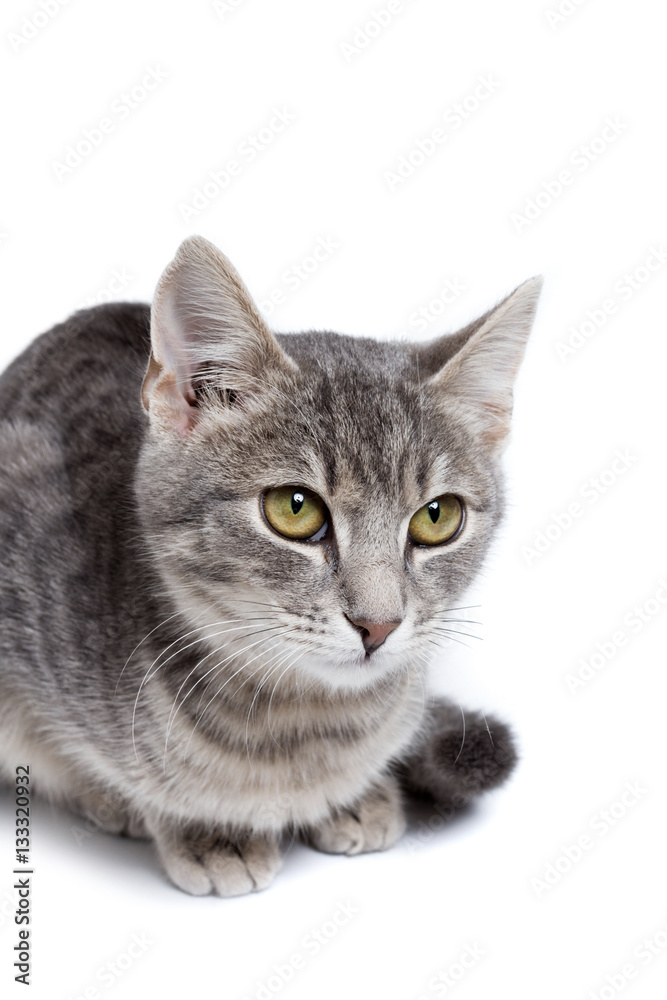 gray tabby kitten on white gray tabby kitten on white