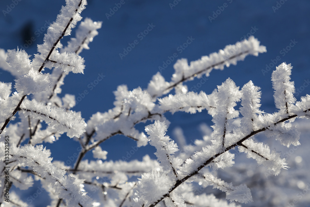  white crystals of frost on the branches
