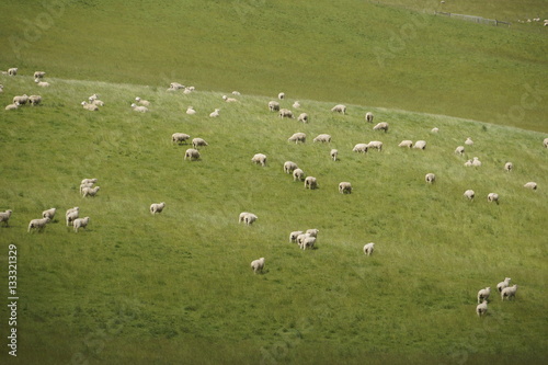 herd of sheep on the meadow