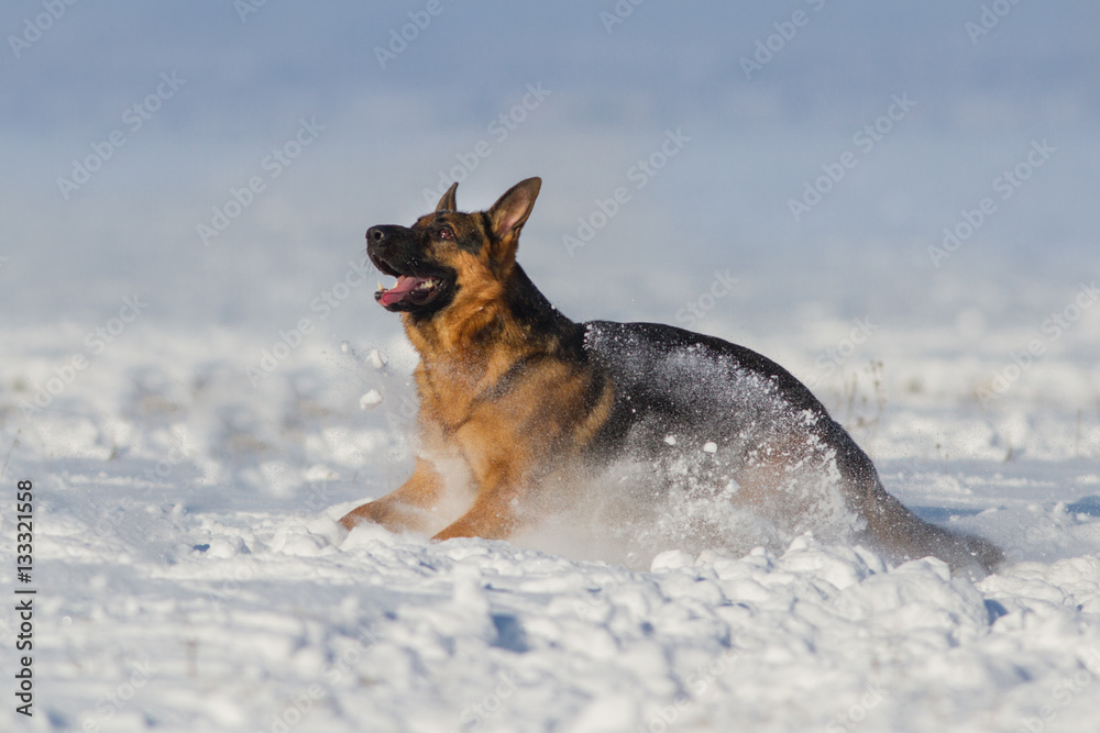 German shepherd dog play in snow German shepherd dog play in snow