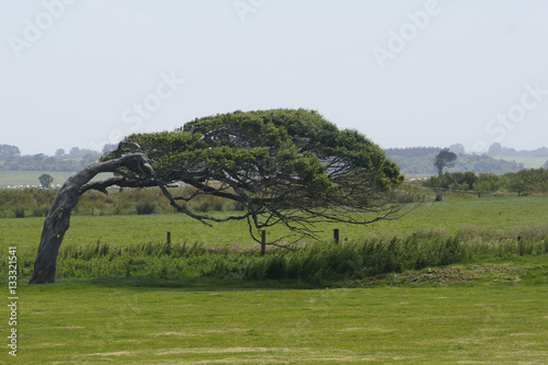Windgepeitschter Baum