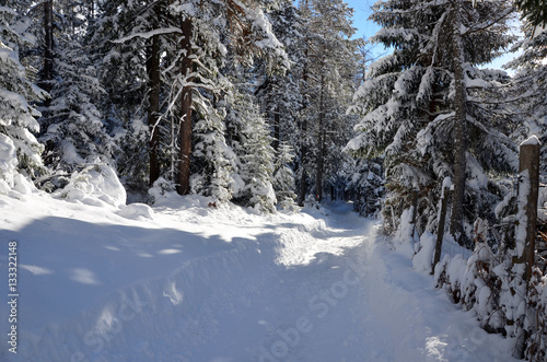 Snowy winter path in forest, Tyrol Austria