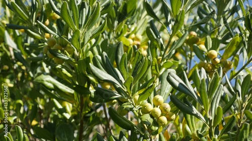 Plant Olea europaea with green berries and leaves close-up 4K 2160p 30fps UltraHD footage - Branches of olive tree near sea border sun-lighted 3840X2160 UHD video photo