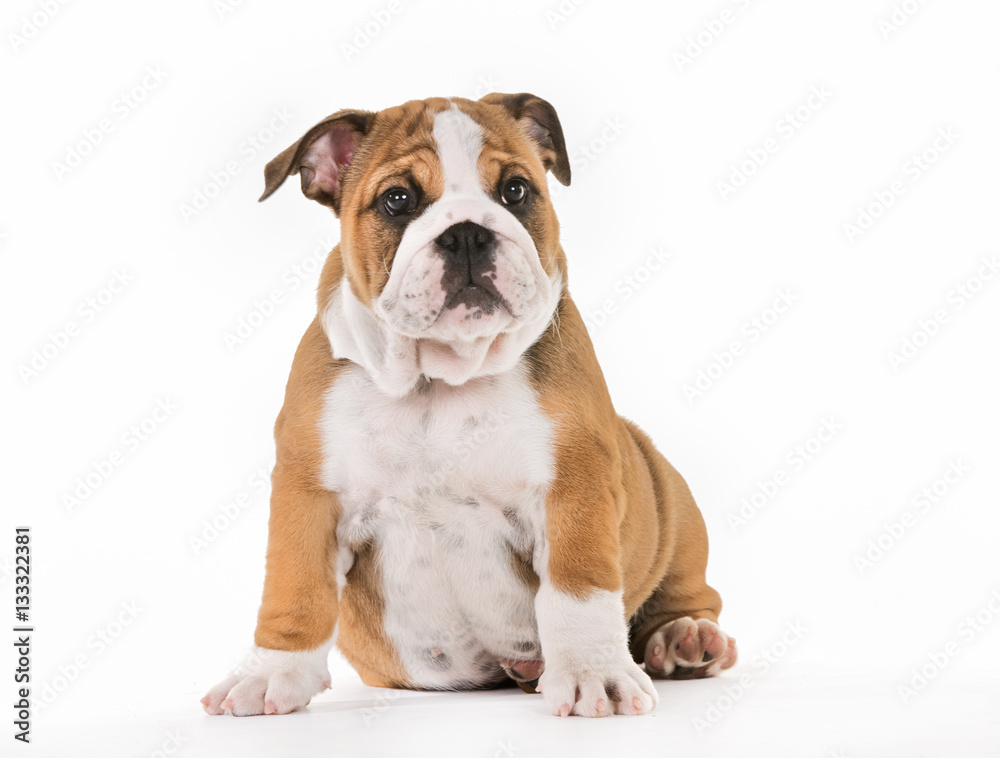 Fototapeta premium Brown And White Mops Dog