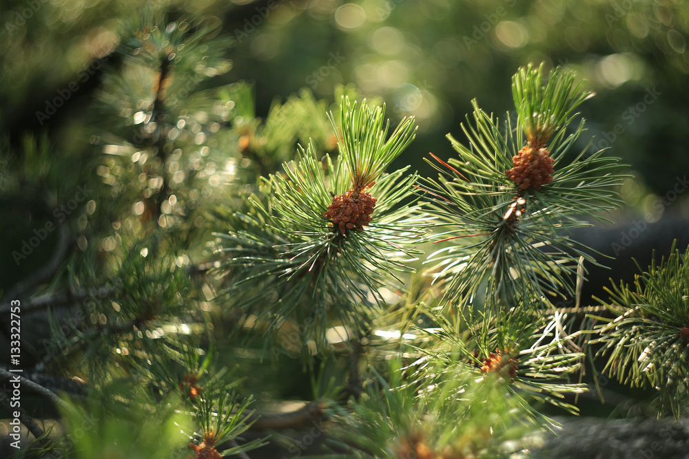 flowering pine flowering pine