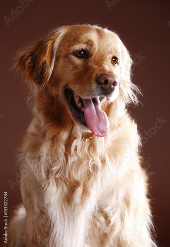 golden retriever dog portrait in studio